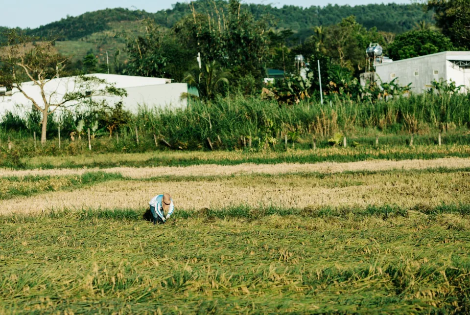 Kho gạo của Hàng Rau Củ, Quả Chị Lệ